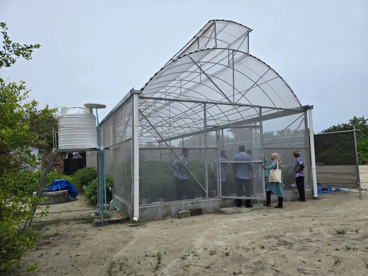 Uthuruge 12 rasheh gai greenhouse gaaim koffi