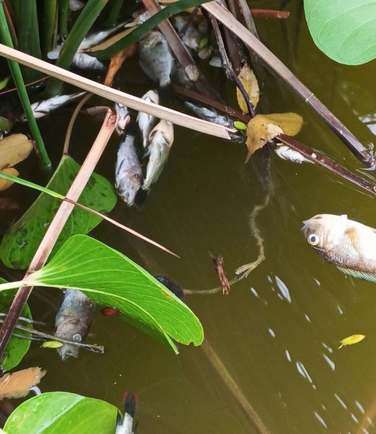 Addu Duck park ge mahaai dhoonithah maruvaa massala thahugeeguu kuranee