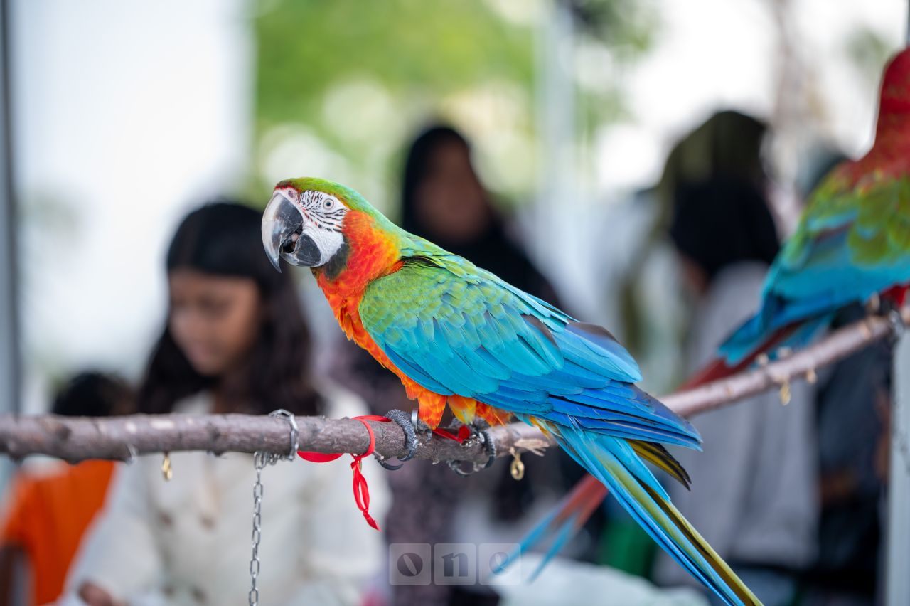 ވަން ފޮޓޯ: ފެހި ދިރުން އެކްސްޕޯ 2025