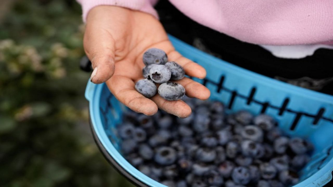 Zimbabwe in China ah furathama faharah blueberry export kuran fashaifi