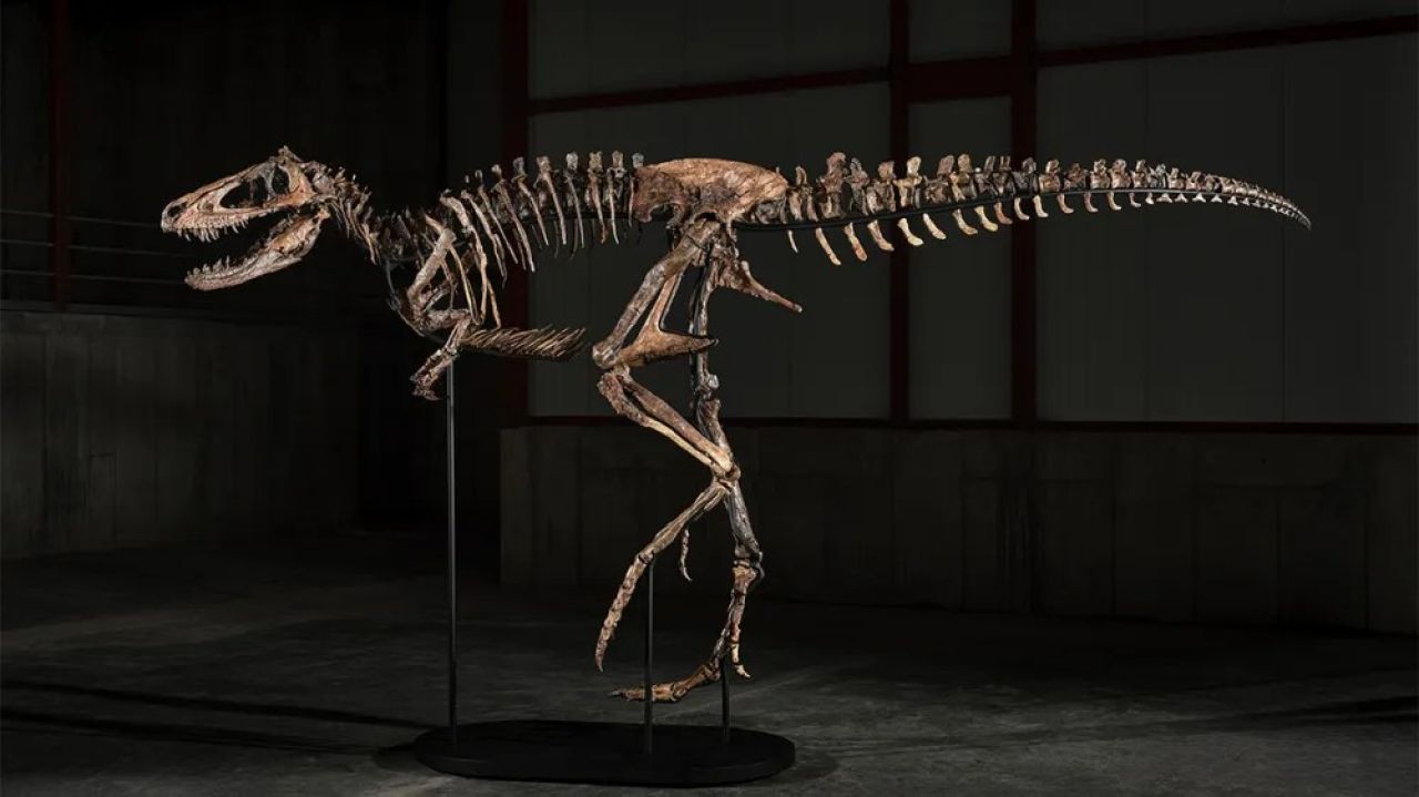 Nanotyrannus dinosaur ehge kashigandu New York gai 47.3 million dollar ah vikkaalaifi