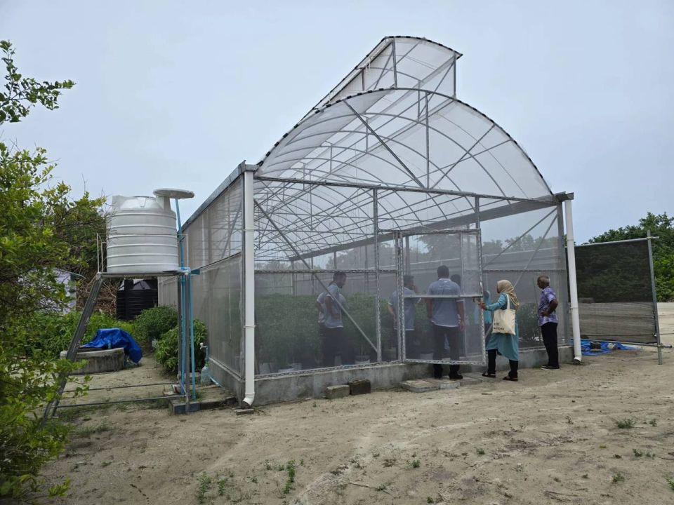 Uthuruge 12 rasheh gai greenhouse gaaim koffi