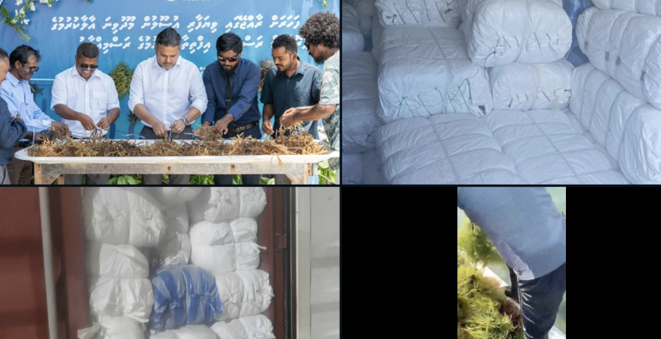 Furathama faharah raajjein moodhu vina export kuran thahyaaruvejje 
