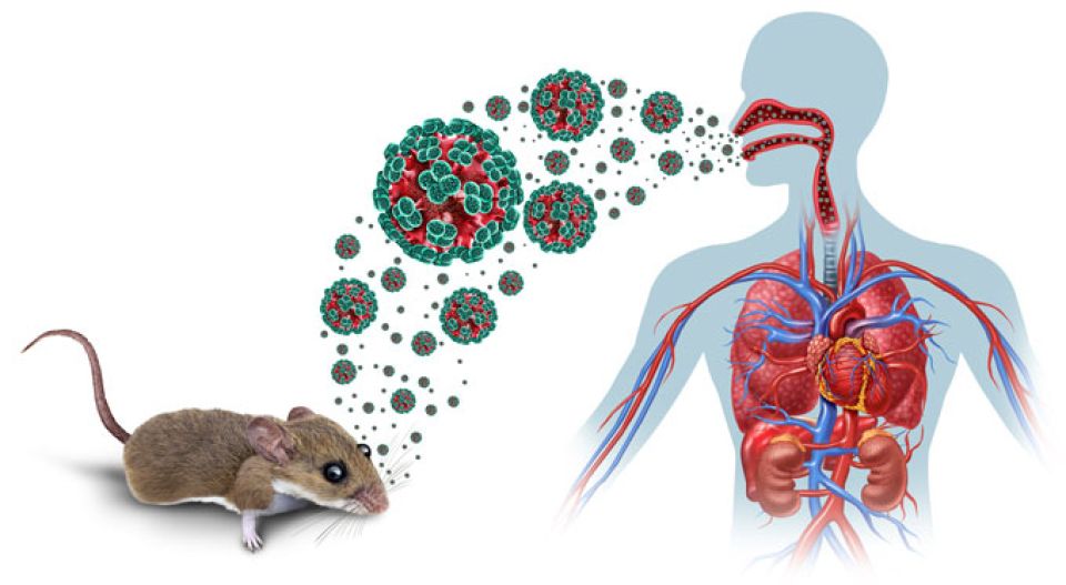 Hantavirus: aanmu sihh'hathah oi biyru kuda