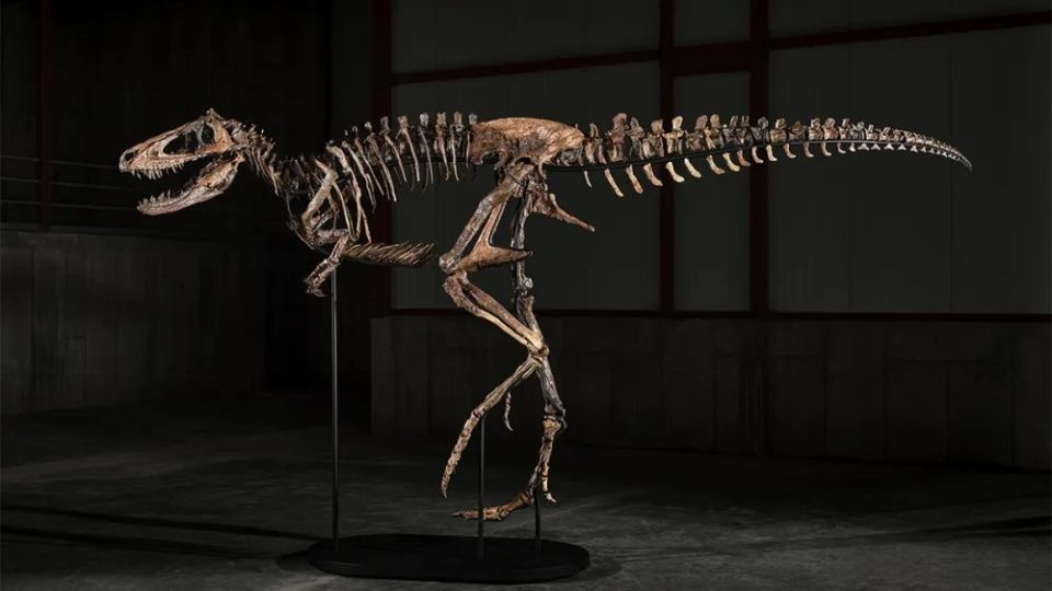 Nanotyrannus dinosaur ehge kashigandu New York gai 47.3 million dollar ah vikkaalaifi