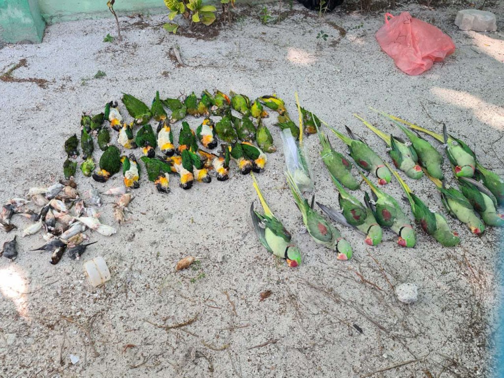 Dhooni thah maraalumuge kurin gina luithakeh dhinin, an'buraa fonuvaalumah ves furusathu dhinin: Fisheries