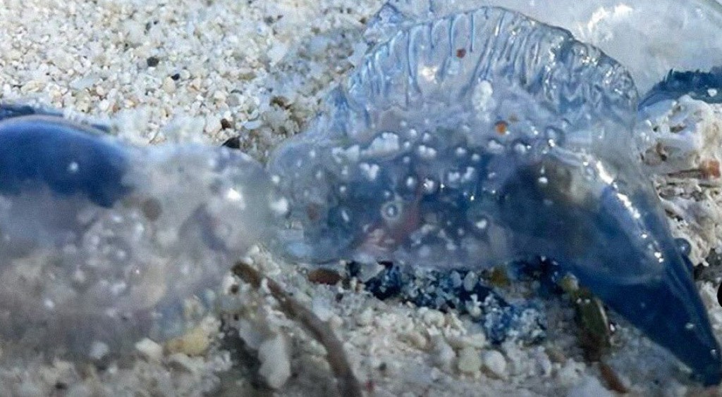 Hulhumale' beach in nurahkaatheri jellyfish thakeh fennaathee samaaluvaan edhijje