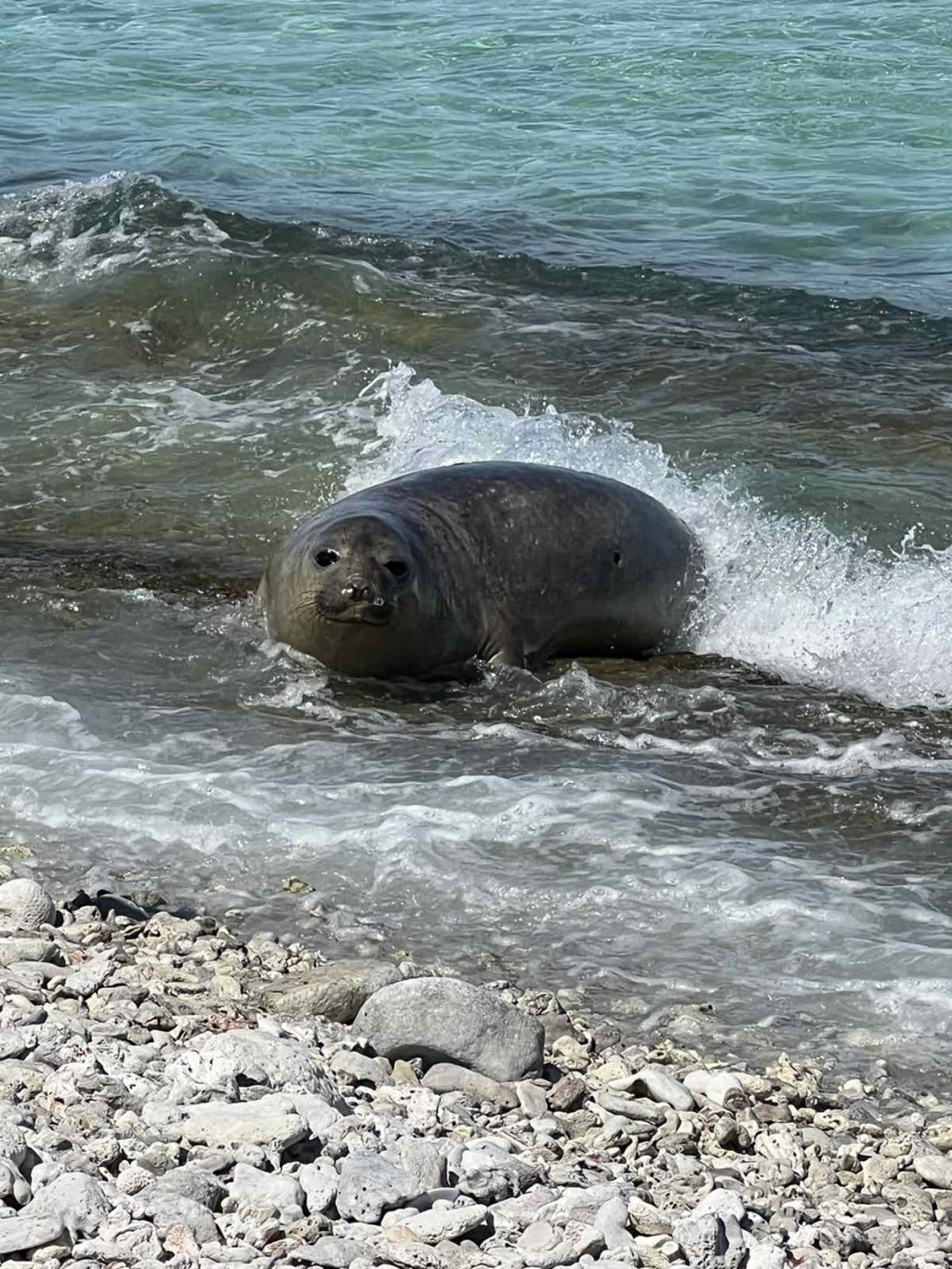 Hithadhoo ah eri Seal nufeybi. EPA in anganee esorah undhagoo nukuran