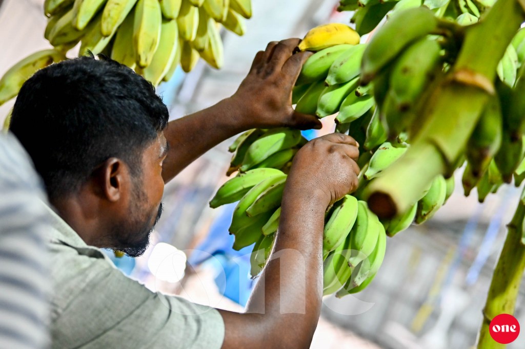 Food security gaaimu kurevey minvarah ufehdhumuge haahsa mashoou mi aharu fashanee