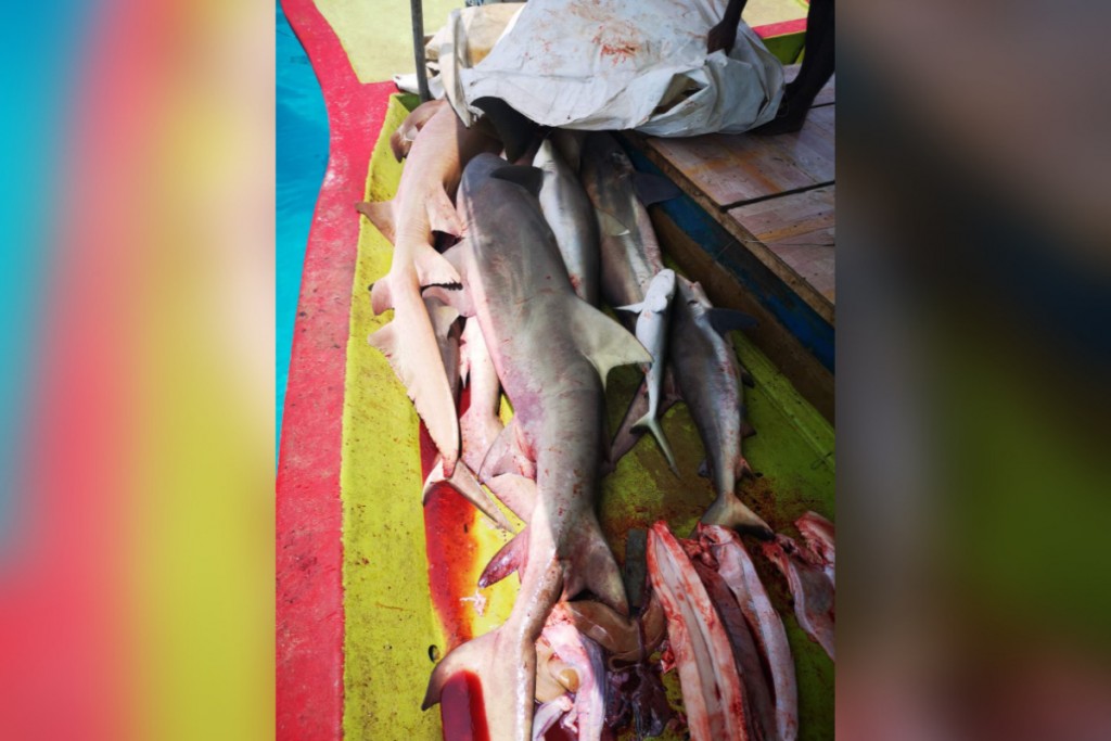 Gina adhadhehge miyaraa eku dhoangneh athulaiganefi