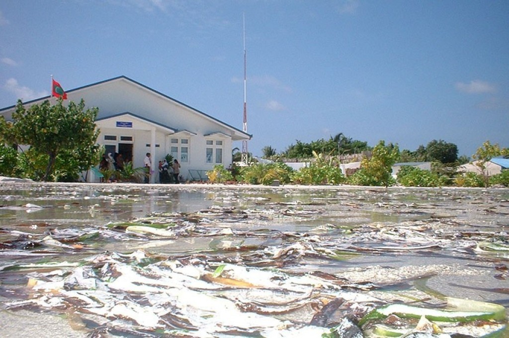 Tsunami eriiru huree konthaaku?