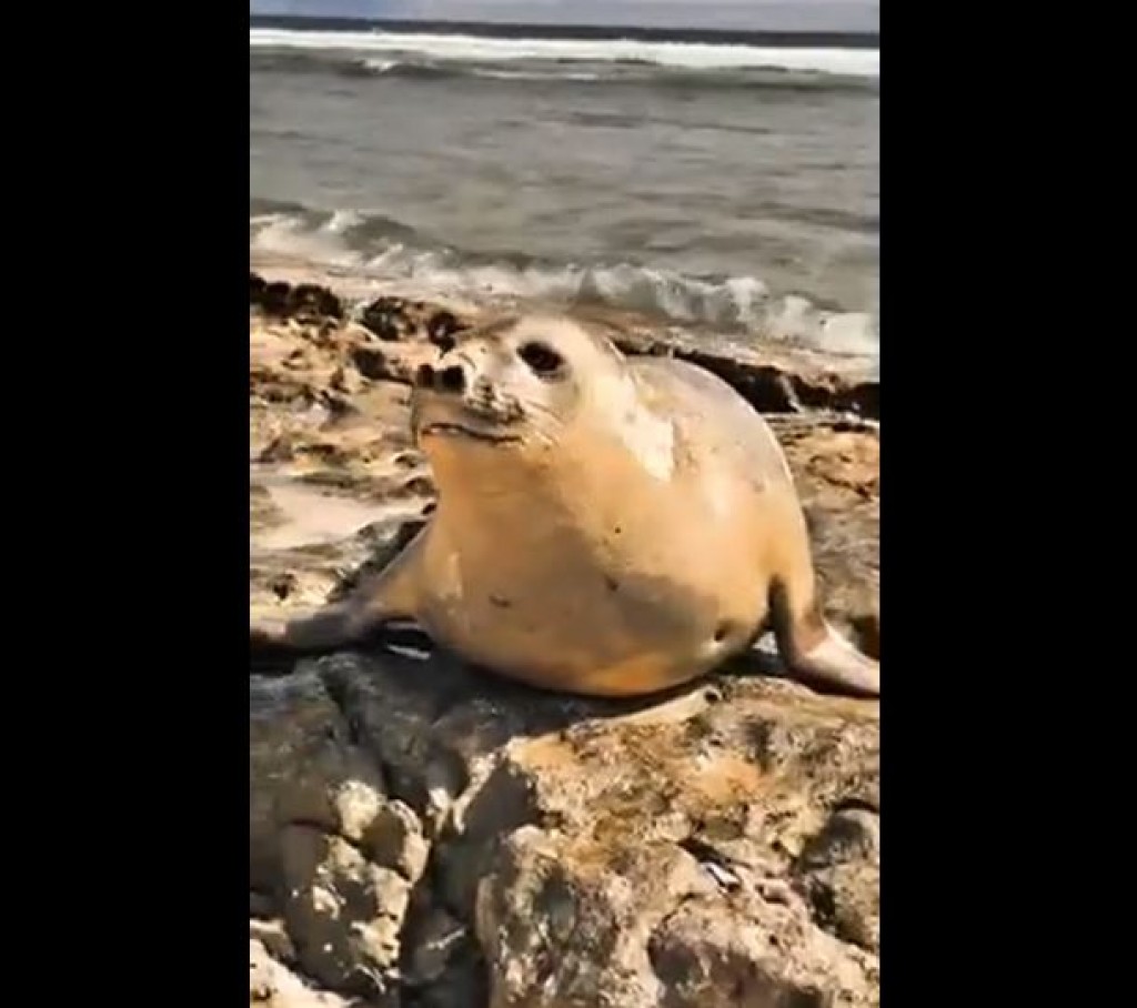 Hithadhoo inn anehkaaves seal eh fenijje