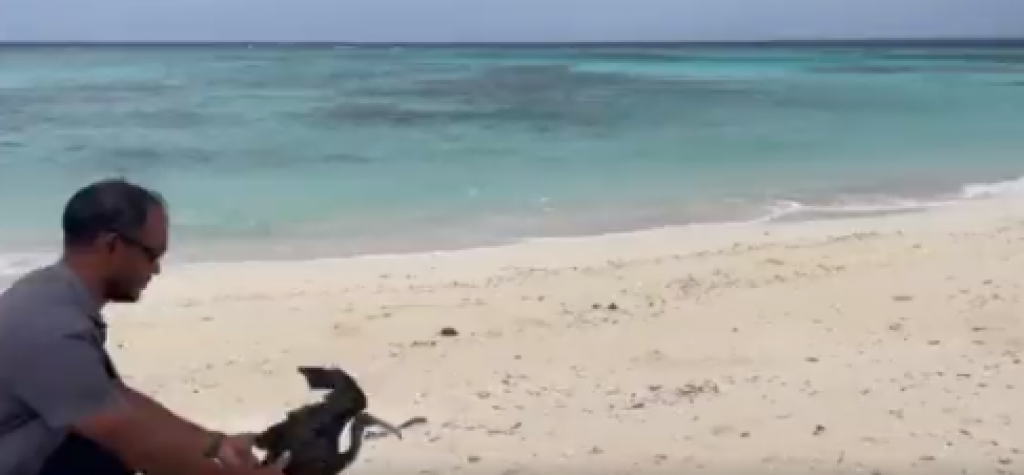 Hifahatiagen gengulhunu 2 dhoonyeh minivan koffi