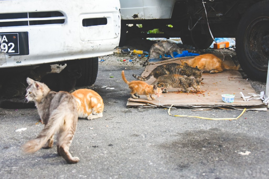 Rahthakuge maguthakugai ulhey bulhaathakah aniya nukurumah Animal welfare ministry in ilthimaaskoffi