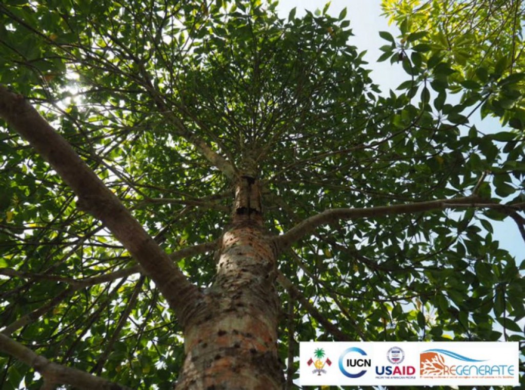Dhuniyegai varah madhun fenna mangrove gahuge baavatheh raahjjein fenihjje