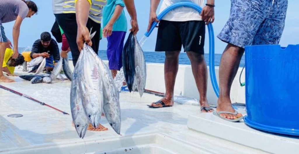 MIFCO in mas ganna agugai masveriakah mahehge mahchah avarage koh 22,000 rufiyaa libeyne: Zaha