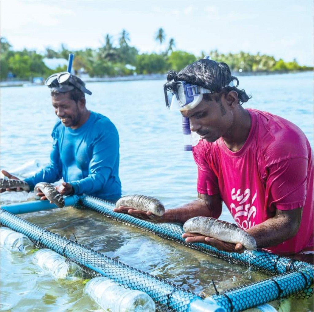 Dhe baavathehge huifilandaa export kurun raajjein manaakohffi
