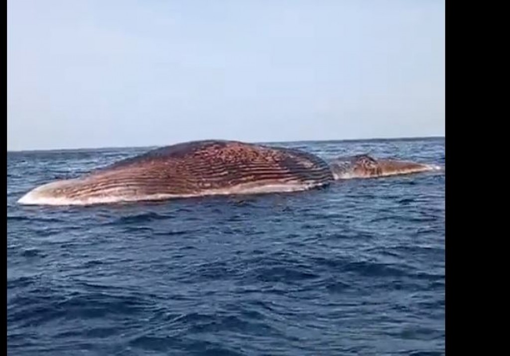 Bodu mas mihaaru othee Thinadhoo falhu kaireega, eyge kashiuthah nagai display kuran visnanee: Vaavu atholhu Council