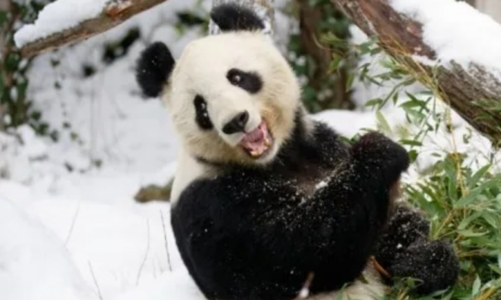Haradhu boduvumuge sababun Finland in panda thaah China ah fonuvaalanee