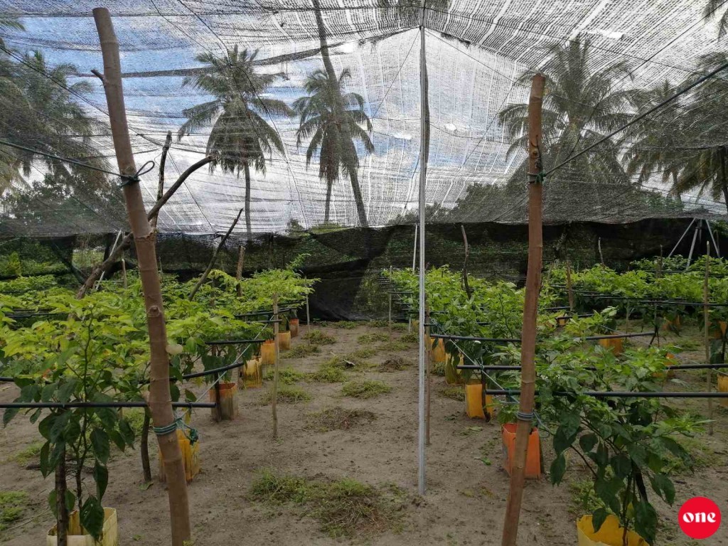 Agricultural fertilizers to be made with recycled waste in Maldives