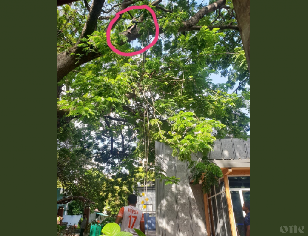 MNDF removes branch due to fall hazard