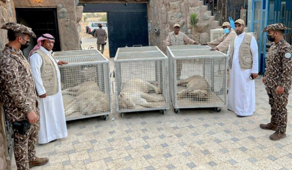 Saudi mahujanehgge geygai 3 singaa gengulhenikoh fenihjje