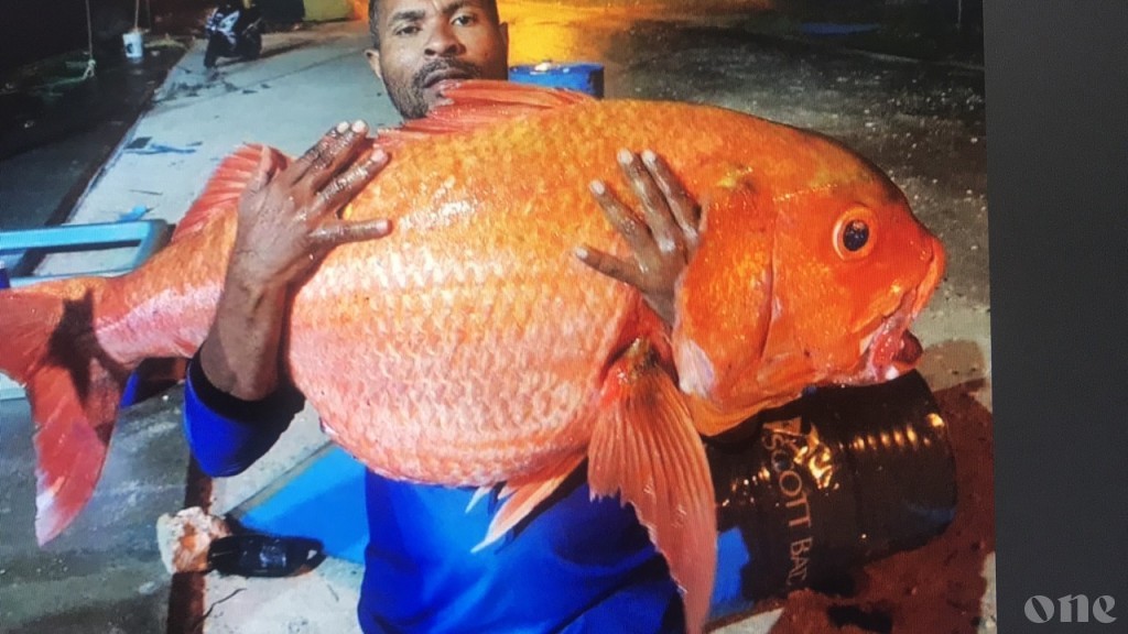Local fisherman nabs giant Red Snapper