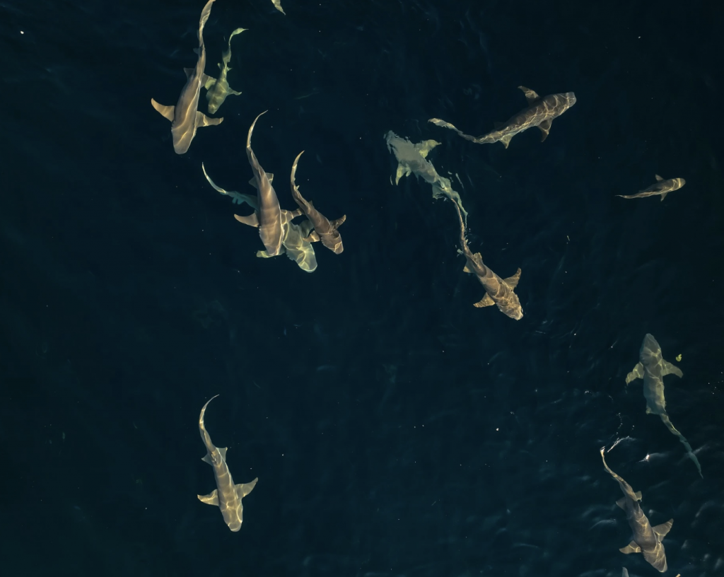 Addu ge nurse shark sanctuary gai masverikan kurun manaa koffi