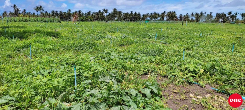 Thoddoo heylhifashugai roakolli massalaigai hayyaru kuri meehaage bandhah 2 dhuvas