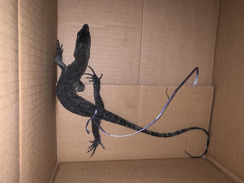 MPL sarahadhun Wild Iguana eh fenijje