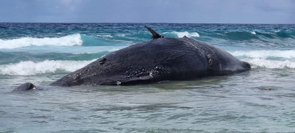 Maruvefai oiy 45 foot ge bodu maheh Hithadhoo ah laggaifi