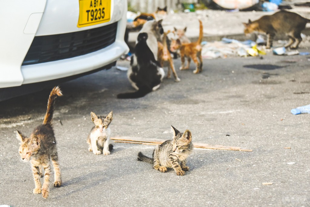 Vaanuvaaeh neyngi Male in bulhaathah gellenee, Mahssala fuluhah!