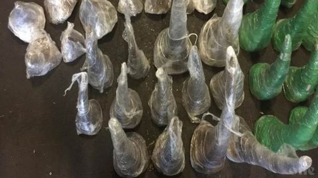 116 kg of Rhino horns intercepted at South Africa