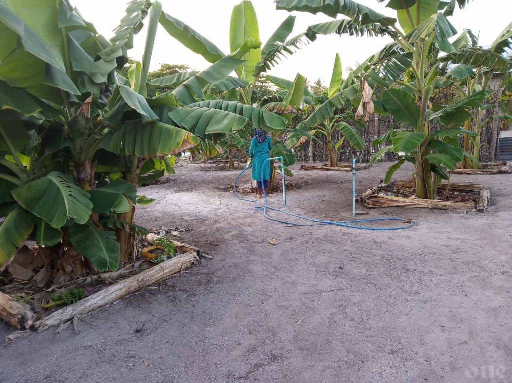 Agronet kunfuneege contract farming ge masahkkaiy anna mahu laamugai fashanee