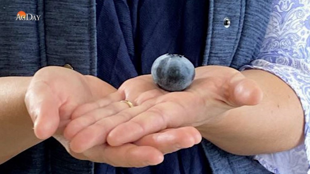 Dhuniyeyge emme bodu Blueberry Australia ge dhanduveriyaku hahdhaifi