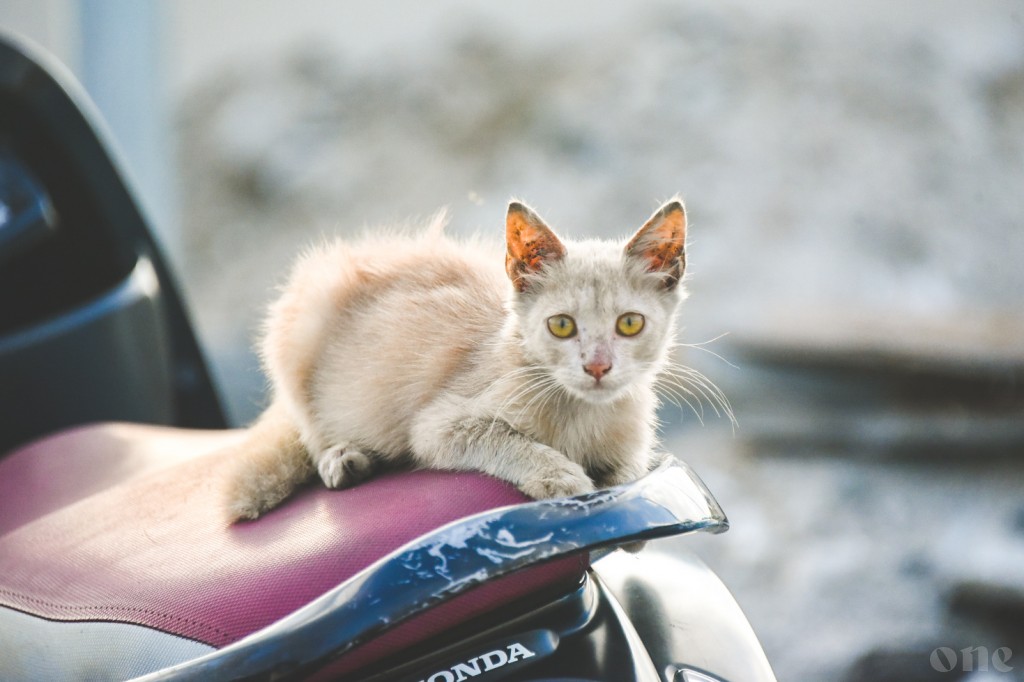 City Council to neuter 1,000 stray cats in Male' City