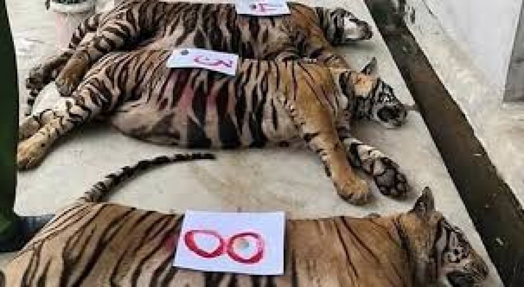Dhooni roagaa jehigen Vietnam zulakun 47 minikaavagu maruvejje