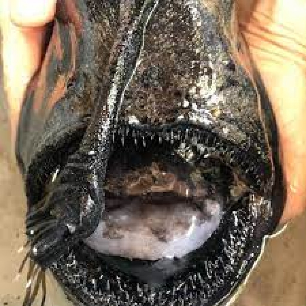 Madhun noonee nufenna, Pacific football fish eh California gondudhoshah lahggaifi