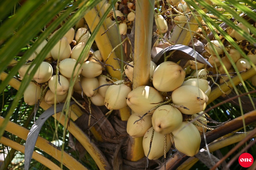 Manadhoo 