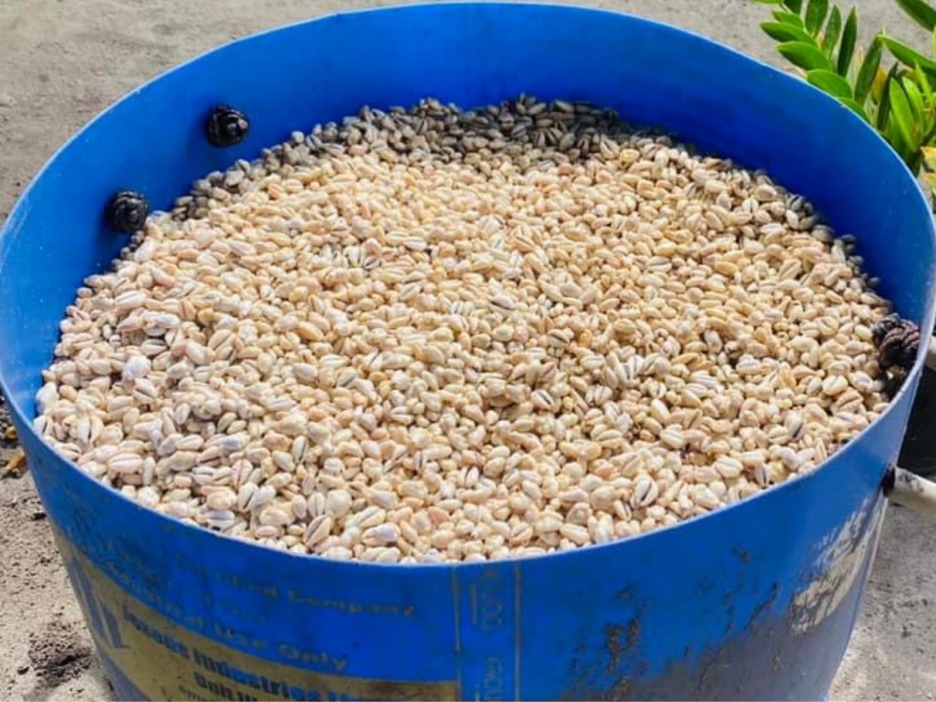 Rinbudhoo in fenunu bolivalhun 84,000 ah vure gina boli!