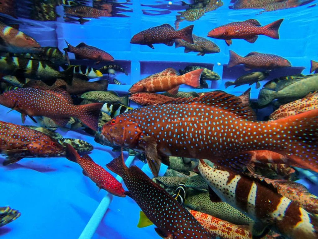 Mariculture tharahgee kuran 4 zone eh kanda alhai faana aalaa kuran bodu sarahahdheh