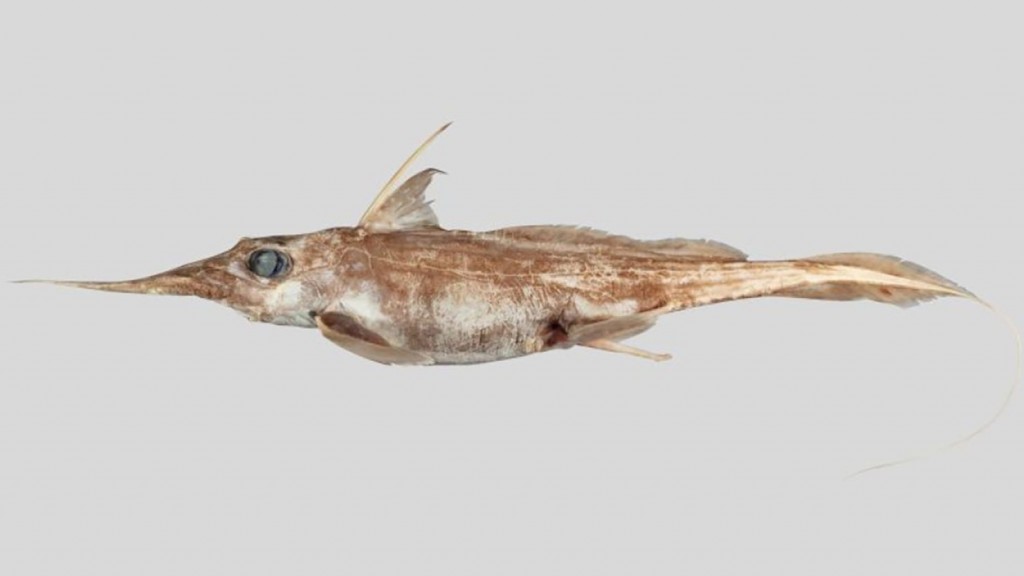 Aaavatharehgge Ghost Shark eh scientistun hoadhaifi