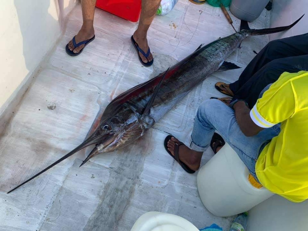 Dhe foot hamanuvaa hibaru beynun manaakoh hibaru masverikamuge gavaaidhu ekulavaa laifi