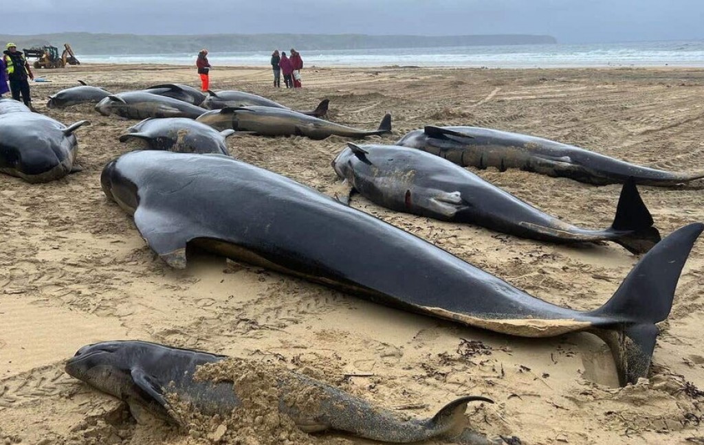 Scotland ge rashakah gina adhadhegge Pilot whale lahggaifi