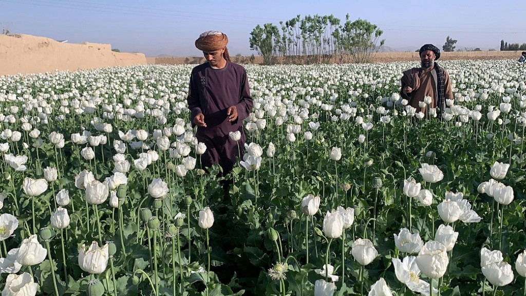 Taliban bans drug cultivation, including lucrative opium