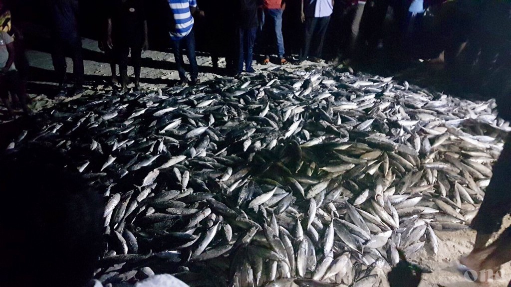 Over 5000 frigate tuna caught in Maaembudhoo lagoon, 42 per house
