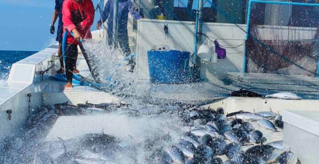 Beyru boat thakah Raajjey gai kandumas gathumuge license dhenee