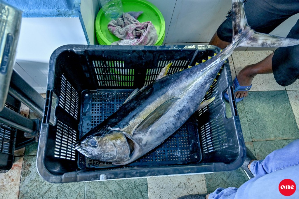 MIFCO in 10 kg in matheege kanneli gannan fashaifi 