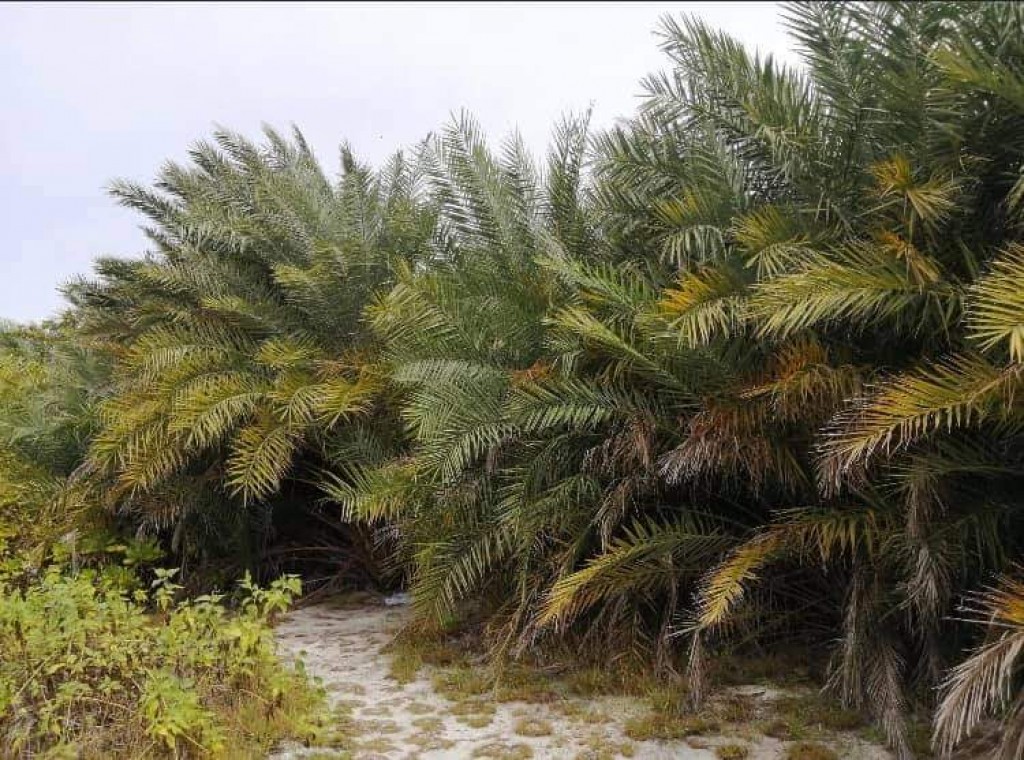 Kungyaa eku Thulhaadhoo bodu sarahahddheh 