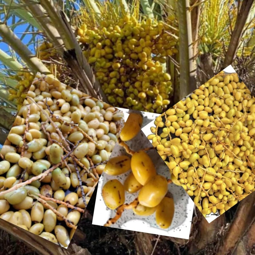 Fuvahmulaku kadhuru rukehggai kadhuru alhai baruvefai, osheh nei, kadhuru raha aai fonimin ves rangalhu!